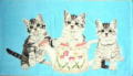 猫柄タオル